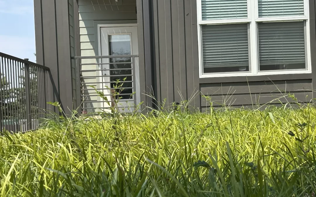Landscaping maintenance